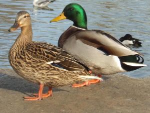 stockente