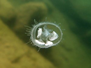 suesswasserqualle